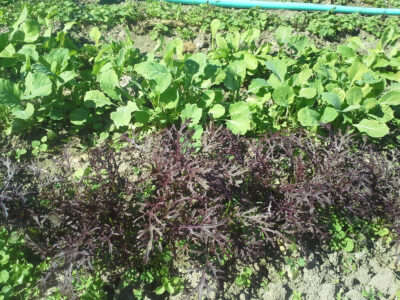 bright green large lettuce growing on top row and dark purple sprigs grow on bottom row